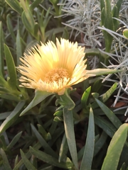 Carpobrotus edulis