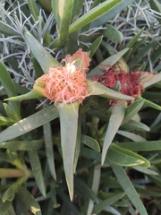 Carpobrotus edulis