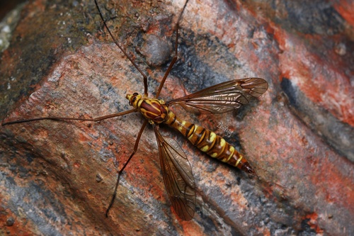 Ctenophora (Ctenophora) pselliophoroides