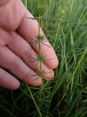 Galium verum