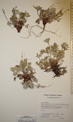 Potentilla pulchella