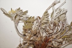 Potentilla pulchella