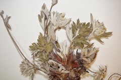 Potentilla pulchella