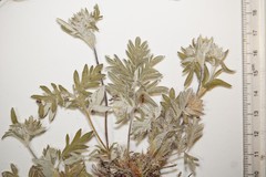 Potentilla pulchella