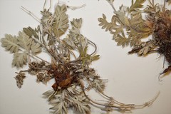 Potentilla pulchella