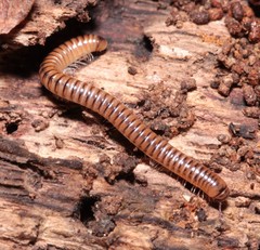 Cylindroiulus boleti