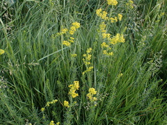 Galium verum