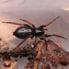 Trachyzelotes pedestris