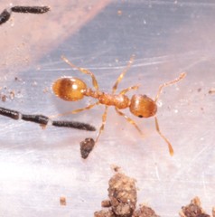 Temnothorax crassispinus