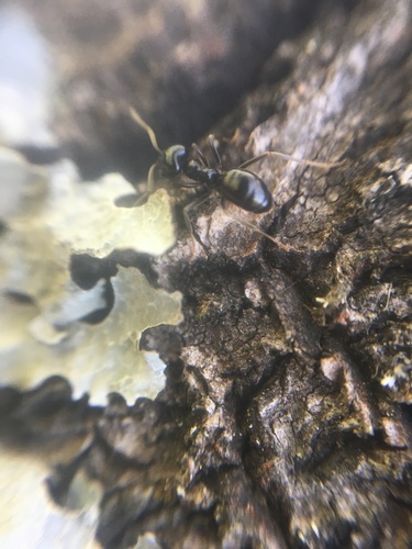 Photo of Jet Ant (Lasius fuliginosus)