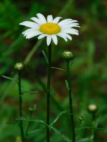 Leucanthemum vulgare