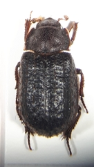 Trox scaber