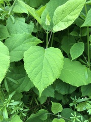 Hydrangea petiolaris