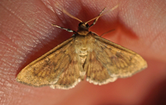 Psara obscuralis
