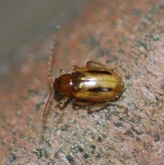 Medythia nigrobilineata