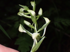 Platanthera bifolia