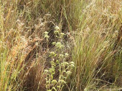 Pallenis spinosa