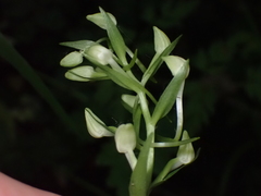 Platanthera bifolia