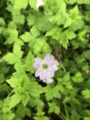Geranium versicolor