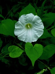 Calystegia catesbeiana