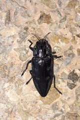 Chalcophora detrita