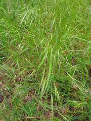 Bromus sterilis