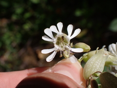 Silene vulgaris