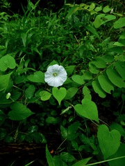 Calystegia catesbeiana