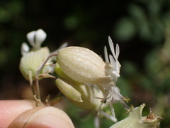 Silene vulgaris