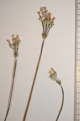 Primula laurentiana