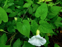 Calystegia catesbeiana