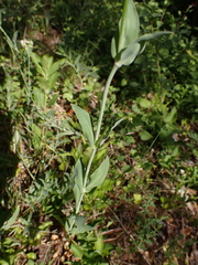 Silene vulgaris