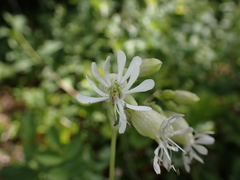 Silene vulgaris