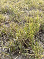 Zoysia