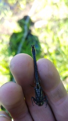 Phanogomphus borealis