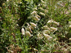 Silene vulgaris