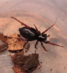 Trachyzelotes pedestris