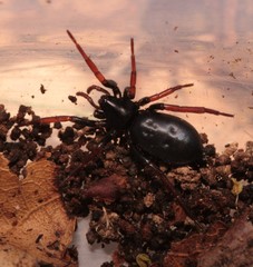 Trachyzelotes pedestris