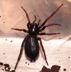 Trachyzelotes pedestris