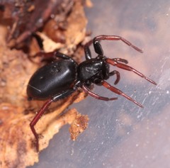 Trachyzelotes pedestris