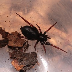 Trachyzelotes pedestris