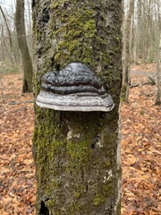 Fomes fomentarius