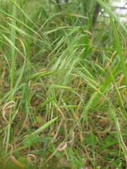 Bromus sterilis