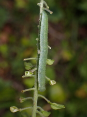 Anthocharis cardamines