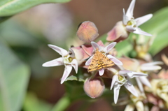 Pyrausta subsequalis