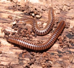 Cylindroiulus boleti