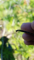 Phanogomphus borealis