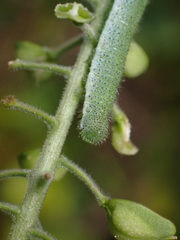 Anthocharis cardamines