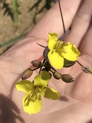 Diplotaxis tenuifolia