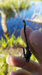 Phanogomphus borealis